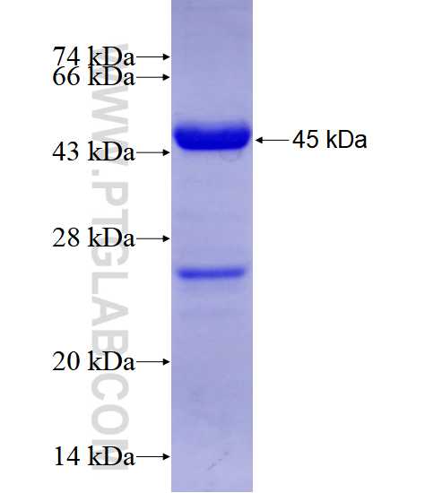 MICAL1 fusion protein Ag6578 SDS-PAGE