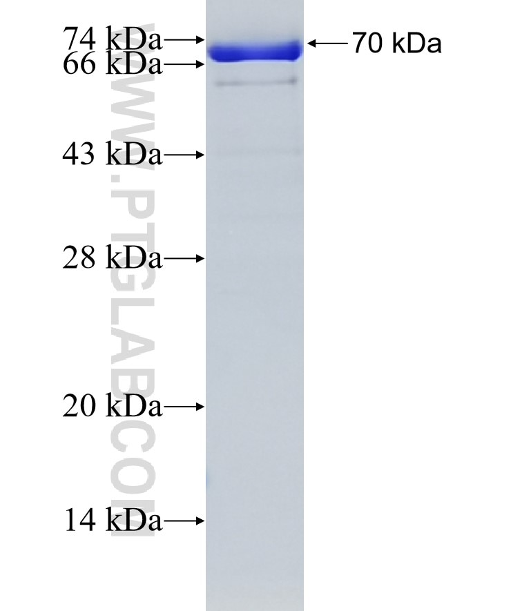 MICAL1 fusion protein Ag7674 SDS-PAGE