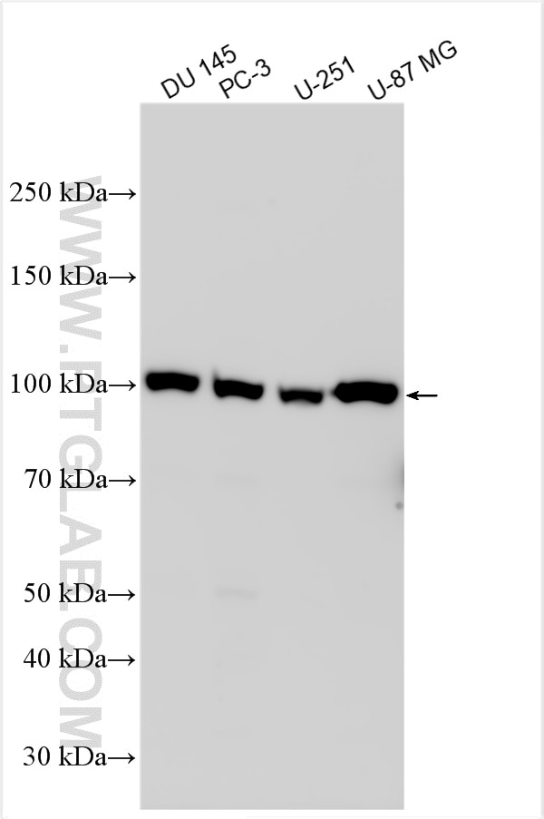 Western Blot (WB) analysis of various lysates using MICAL2 Polyclonal antibody (13965-1-AP)