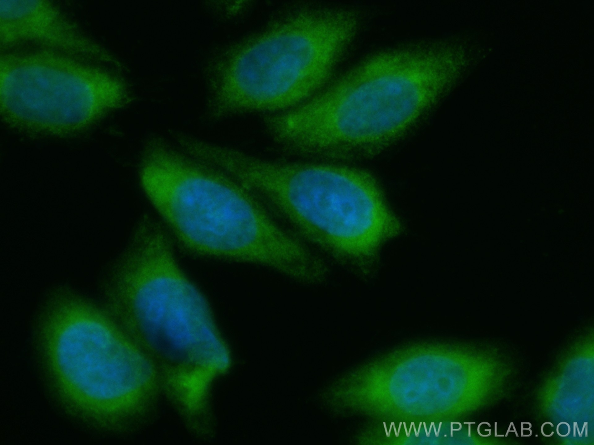 Immunofluorescence (IF) / fluorescent staining of HepG2 cells using CoraLite® Plus 488-conjugated MICAL2 Polyclonal an (CL488-13965)