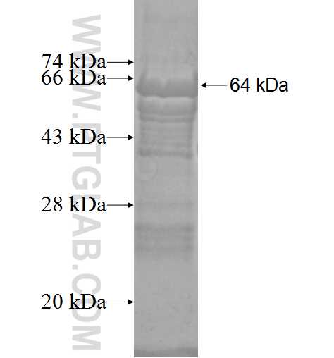 MICAL2 fusion protein Ag4950 SDS-PAGE