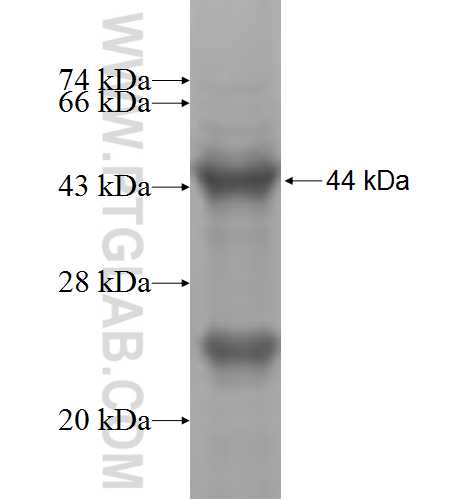 MICAL2 fusion protein Ag5318 SDS-PAGE