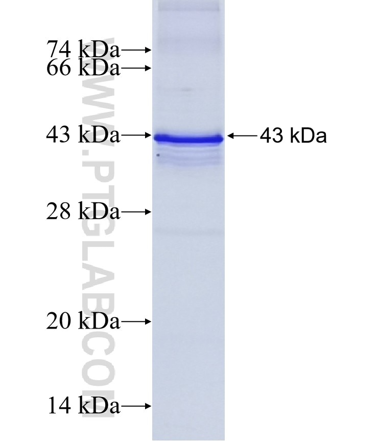 MICAL2 fusion protein Ag5318 SDS-PAGE