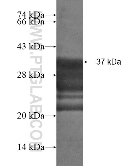 MICAL3 fusion protein Ag19351 SDS-PAGE