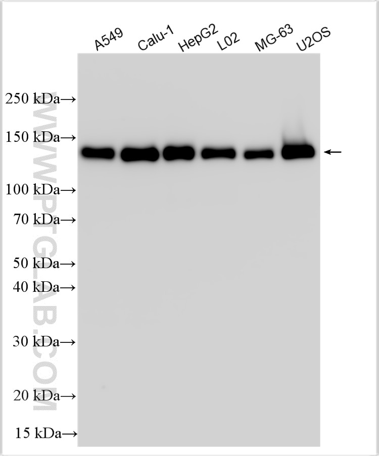 WB analysis using 33503-1-AP Western Blot (WB) analysis of various lysates using MICALL1 Polyclonal antibody (33503-1-AP)