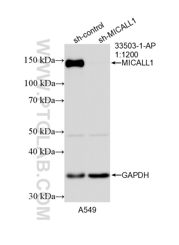 WB analysis of A549 using 33503-1-AP Western Blot (WB) analysis of A549 cells using MICALL1 Polyclonal antibody (33503-1-AP)