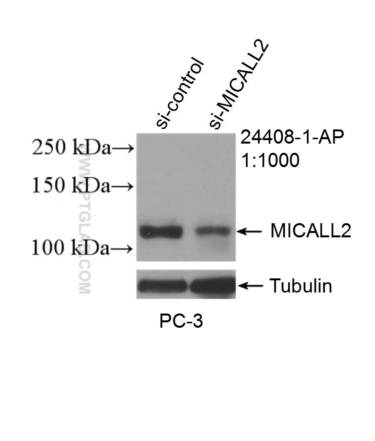 Western Blot (WB) analysis of PC-3 cells using MICALL2 Polyclonal antibody (24408-1-AP)