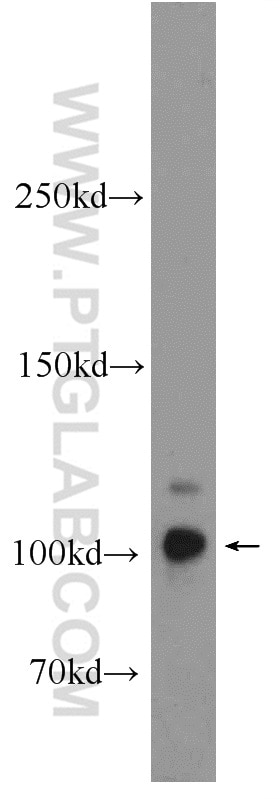 Western Blot (WB) analysis of PC-3 cells using MICALL2 Polyclonal antibody (24408-1-AP)