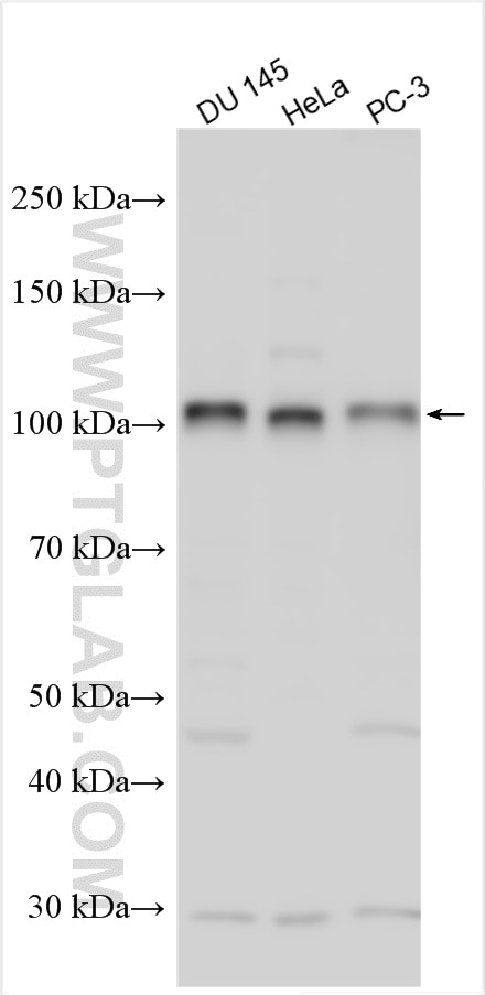 Western Blot (WB) analysis of various lysates using MICALL2 Polyclonal antibody (24408-1-AP)