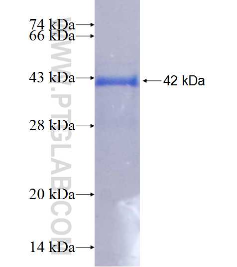 MICALL2 fusion protein Ag19941 SDS-PAGE