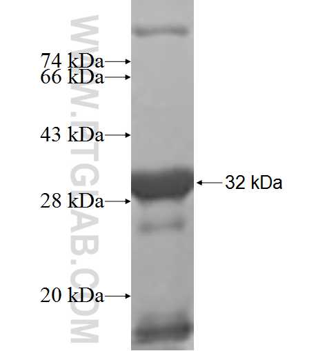 MICB fusion protein Ag5948 SDS-PAGE