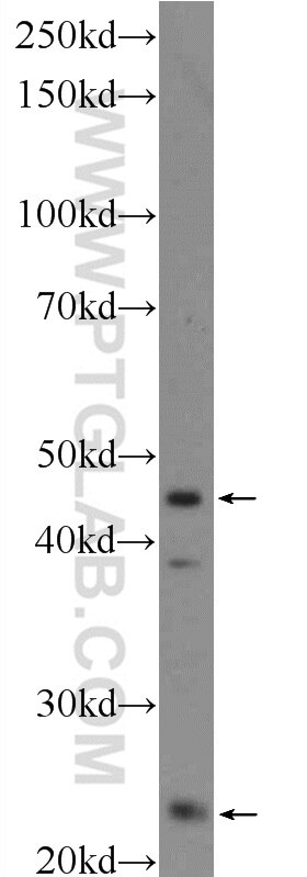 Western Blot (WB) analysis of HEK-293 cells using MID1IP1 Polyclonal antibody (15764-1-AP)