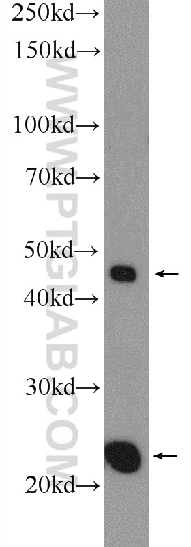 Western Blot (WB) analysis of HEK-293 cells using MID1IP1 Polyclonal antibody (15764-1-AP)