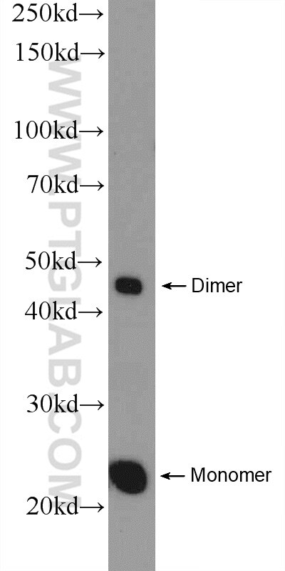 Western Blot (WB) analysis of HEK-293 cells using MID1IP1 Polyclonal antibody (15764-1-AP)