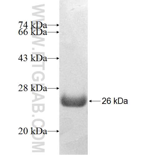 MID1IP1 fusion protein Ag8386 SDS-PAGE