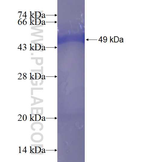 MID1IP1 fusion protein Ag8400 SDS-PAGE