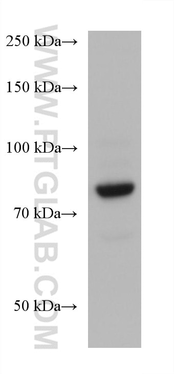 Western Blot (WB) analysis of Jurkat cells using MID2 Monoclonal antibody (68359-1-Ig)