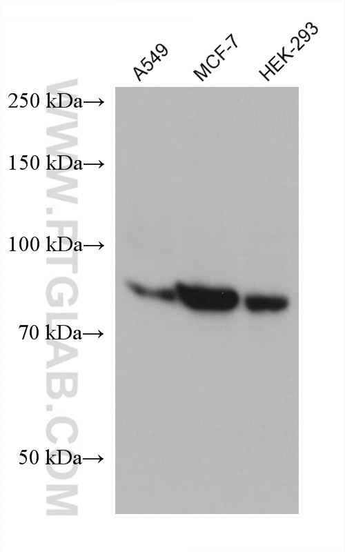 Western Blot (WB) analysis of various lysates using MID2 Monoclonal antibody (68359-1-Ig)