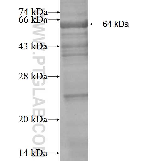 MID2 fusion protein Ag3202 SDS-PAGE