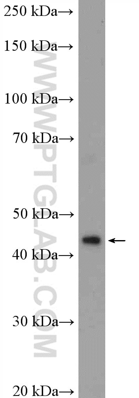 Western Blot (WB) analysis of BxPC-3 cells using MIDN Polyclonal antibody (18939-1-AP)