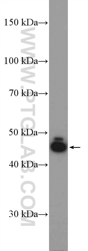Western Blot (WB) analysis of BxPC-3 cells using MIDN Polyclonal antibody (18939-1-AP)