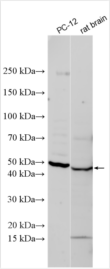 Western Blot (WB) analysis of various lysates using MIDN Polyclonal antibody (18939-1-AP)