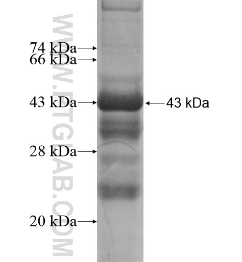 MIDN fusion protein Ag13492 SDS-PAGE