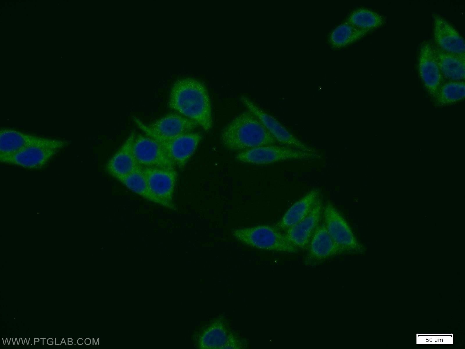 Immunofluorescence (IF) / fluorescent staining of HepG2 cells using MIER1 Polyclonal antibody (11452-1-AP)