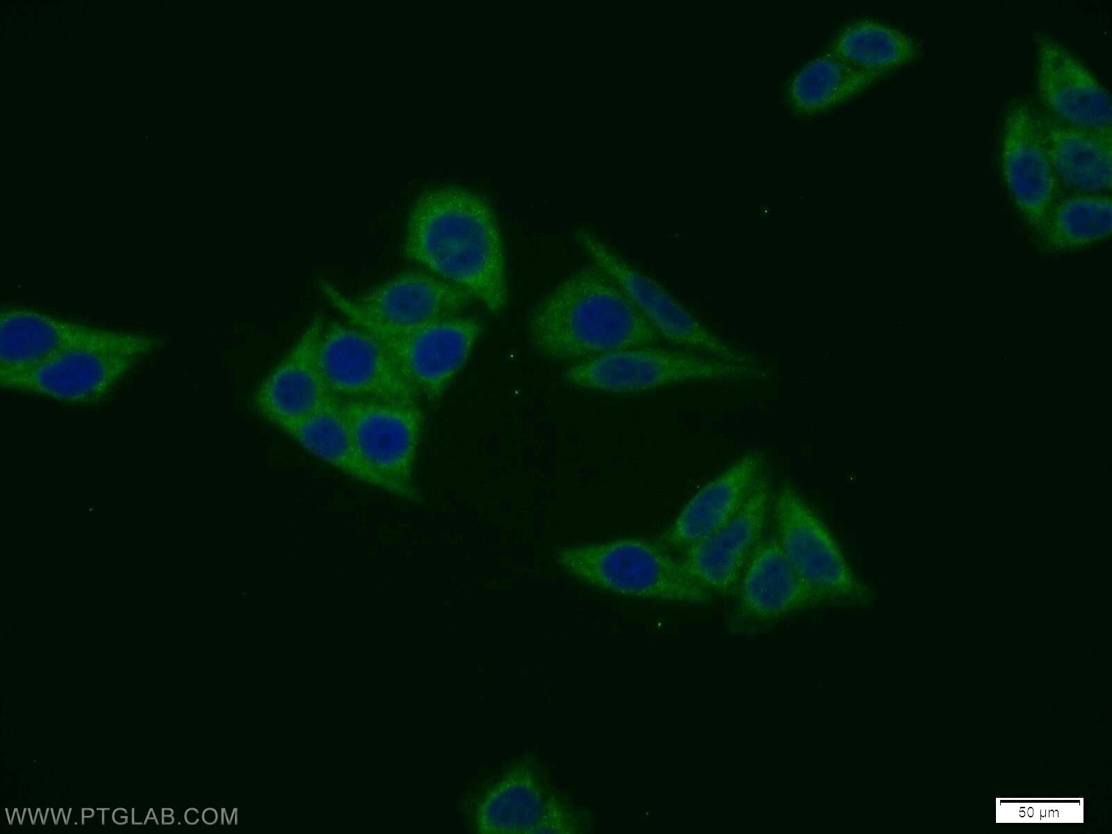 IF Staining of HepG2 using 11452-1-AP