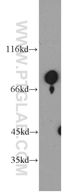 Western Blot (WB) analysis of human testis tissue using MIER1 Polyclonal antibody (11452-1-AP)