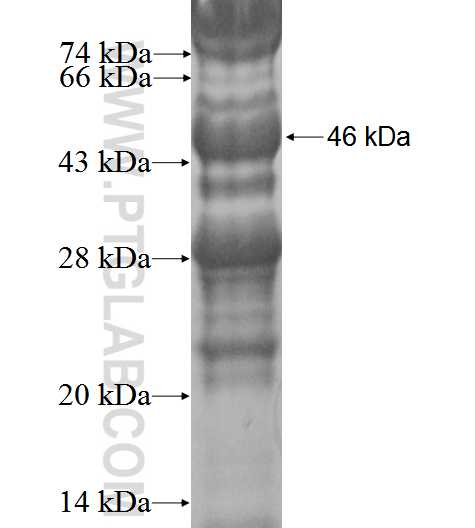 MIER1 fusion protein Ag2010 SDS-PAGE