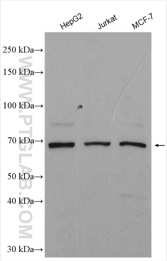 Western Blot (WB) analysis of various lysates using MIER2 Polyclonal antibody (17426-1-AP)