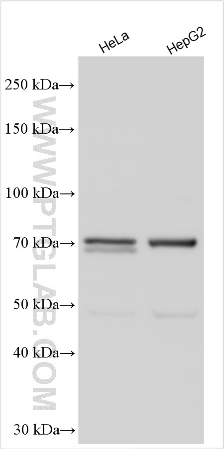 Western Blot (WB) analysis of various lysates using MIER2 Polyclonal antibody (17426-1-AP)
