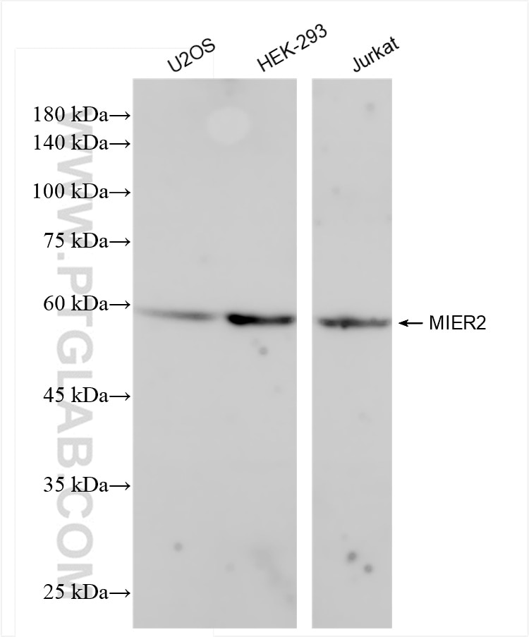 Western Blot (WB) analysis of various lysates using MIER2 Recombinant antibody (84216-1-RR)