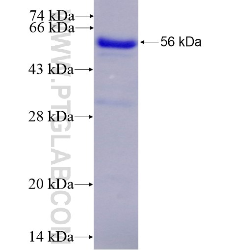 MIER2 fusion protein Ag11681 SDS-PAGE