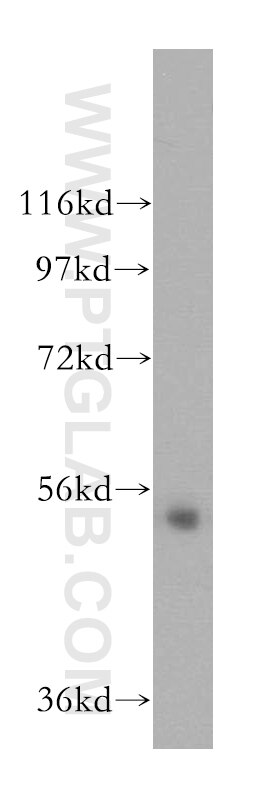 Western Blot (WB) analysis of mouse uterus tissue using MIER3 Polyclonal antibody (17543-1-AP)