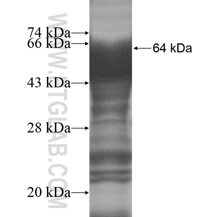 MIER3 fusion protein Ag11604 SDS-PAGE