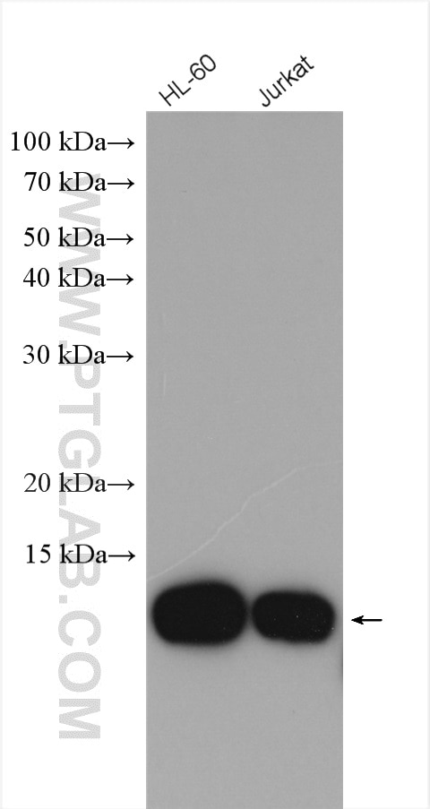 Western Blot (WB) analysis of various lysates using MIF Polyclonal antibody (20415-1-AP)