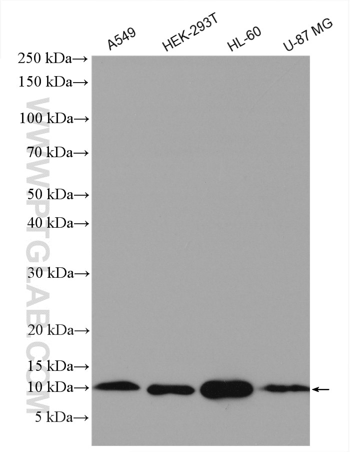 Western Blot (WB) analysis of various lysates using MIF Polyclonal antibody (20415-1-AP)