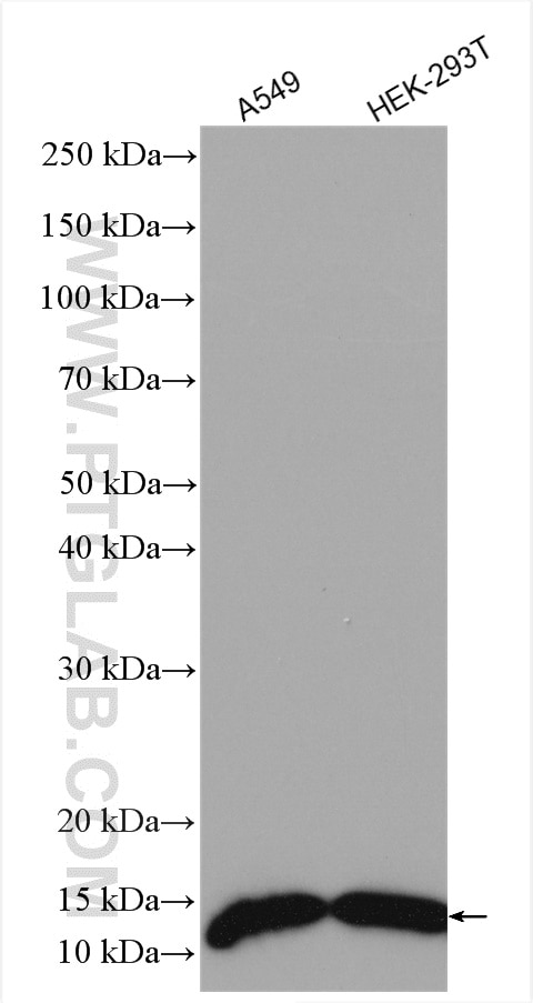 Western Blot (WB) analysis of various lysates using MIF Polyclonal antibody (20415-1-AP)