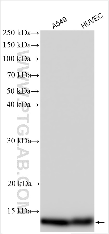 Western Blot (WB) analysis of various lysates using MIF Polyclonal antibody (20415-1-AP)