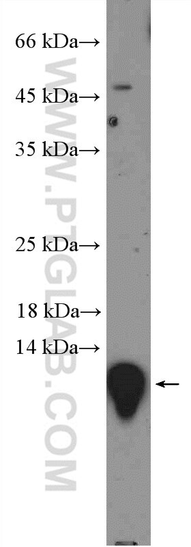 Western Blot (WB) analysis of HL-60 cells using MIF Polyclonal antibody (20415-1-AP)