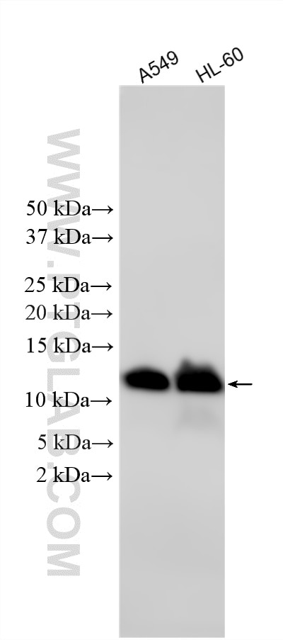 Various lysates were subjected to SDS PAGE followed by western blot with 20415-1-AP (MIF antibody) at dilution of 1:20000 incubated at room temperature for 1.5 hours. Western Blot (WB) analysis of various lysates using MIF Polyclonal antibody (20415-1-AP)