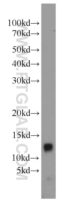 Western Blot (WB) analysis of U-937 cells using MIF Polyclonal antibody (20415-1-AP)