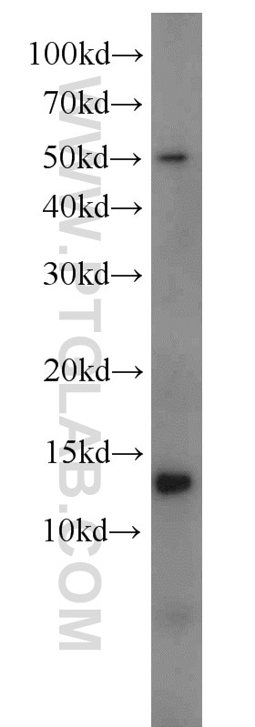 Western Blot (WB) analysis of Y79 cells using MIF Polyclonal antibody (20415-1-AP)