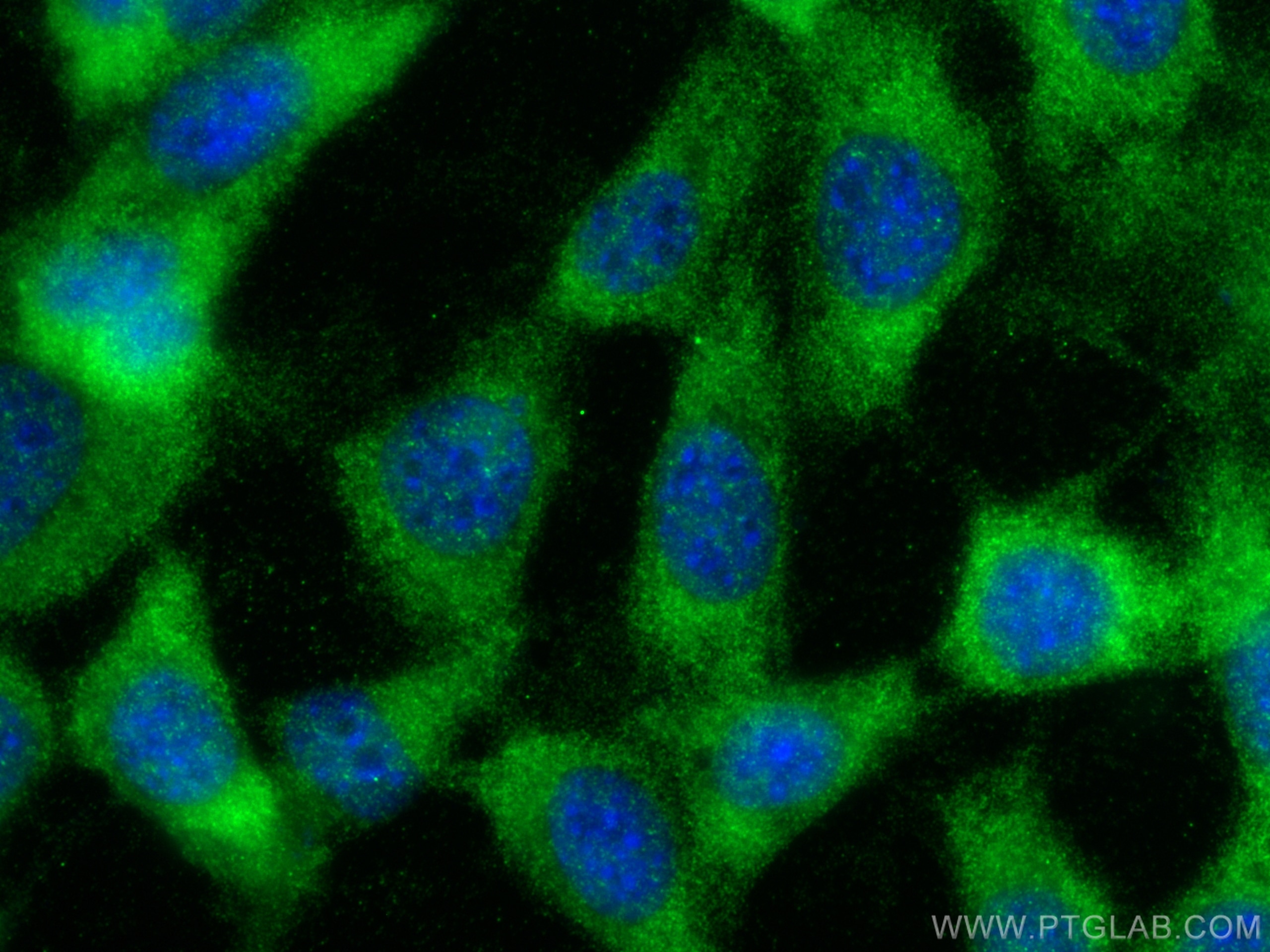 Immunofluorescence (IF) / fluorescent staining of NIH/3T3 cells using MIF Polyclonal antibody (30957-1-AP)