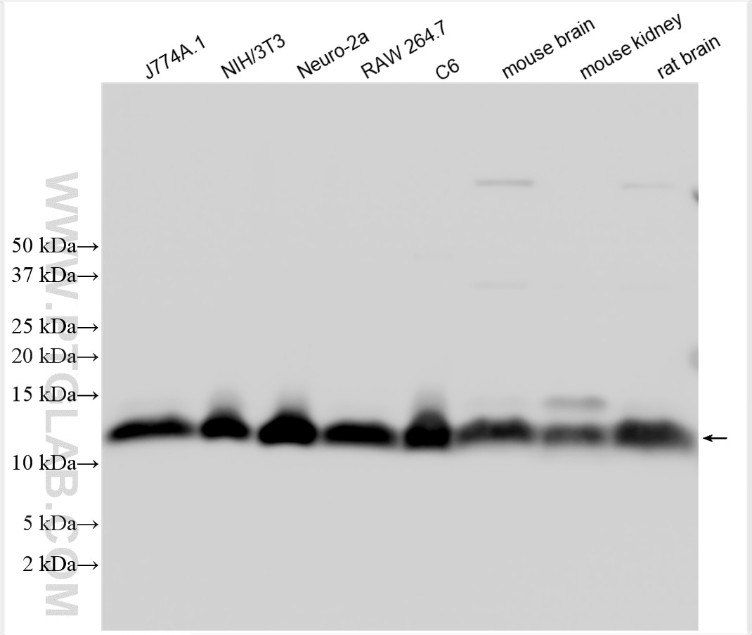 Western Blot (WB) analysis of various lysates using MIF Polyclonal antibody (30957-1-AP)