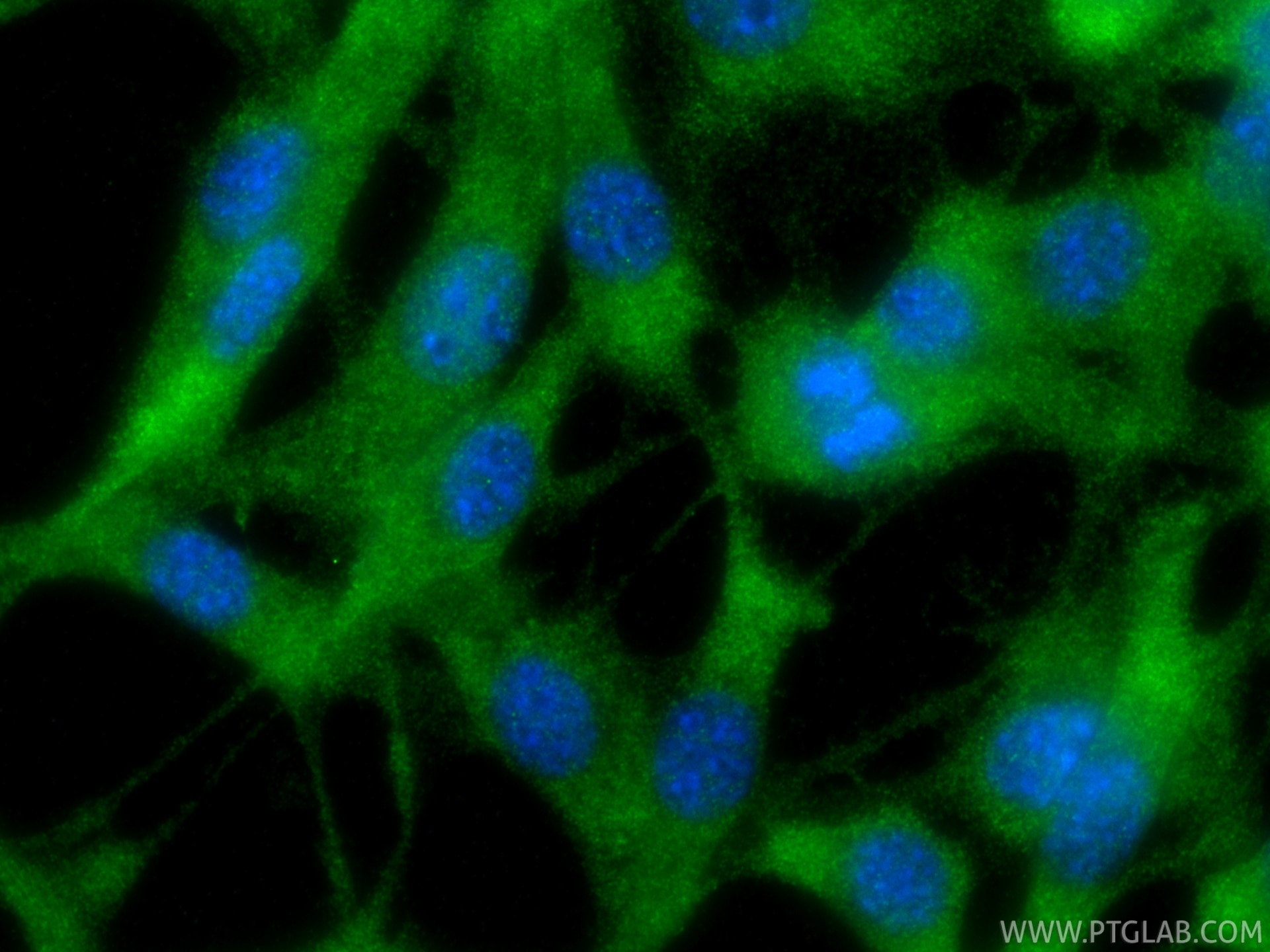 IF Staining of NIH/3T3 using 83199-2-RR Immunofluorescence (IF) / fluorescent staining of NIH/3T3 cells using MIF Recombinant monoclonal antibody (83199-2-RR)