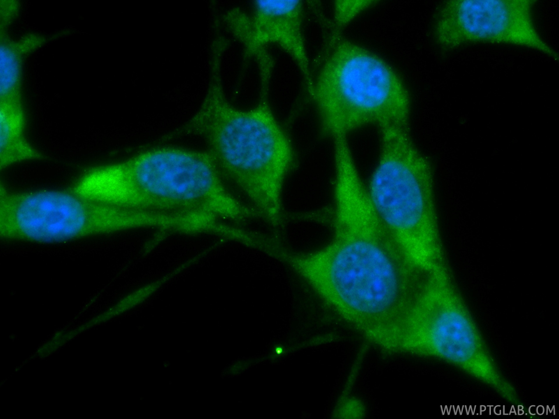 IF Staining of NIH/3T3 using CL488-83199-2 Immunofluorescence (IF) / fluorescent staining of NIH/3T3 cells using CoraLite® Plus 488-conjugated MIF Recombinant mono (CL488-83199-2)