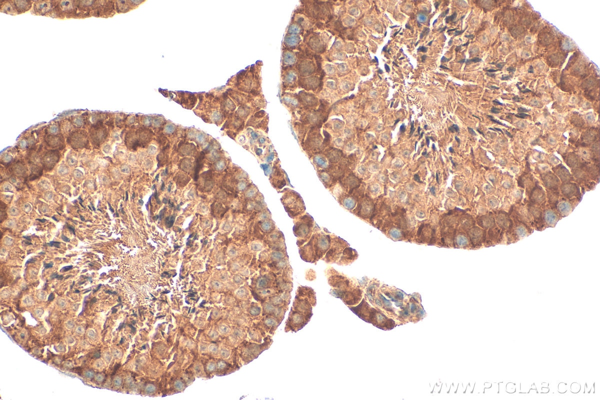 Immunohistochemistry (IHC) staining of mouse testis tissue using MIF4GD Polyclonal antibody (24288-1-AP)